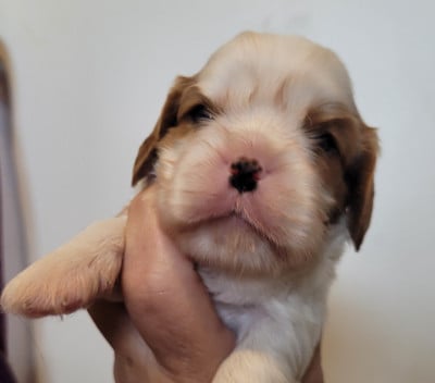 Chiot N°5 - Cavalier King Charles Spaniel