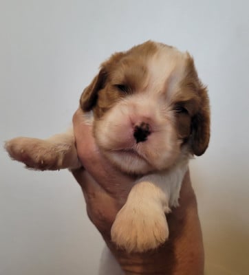 Chiot N°4 - Cavalier King Charles Spaniel