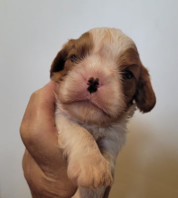 Cavalier King Charles Spaniel