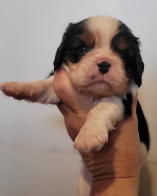 Les chiots de Cavalier King Charles Spaniel