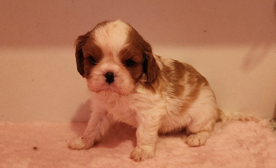 Les chiots de Cavalier King Charles Spaniel
