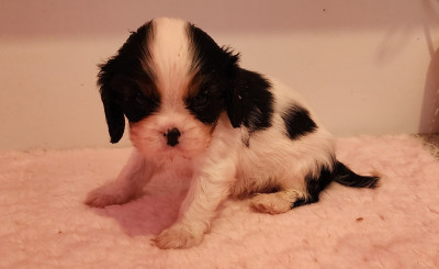Les chiots de Cavalier King Charles Spaniel