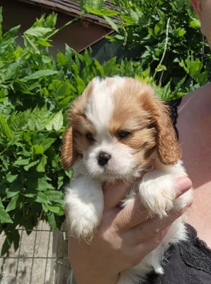 Les chiots de Cavalier King Charles Spaniel