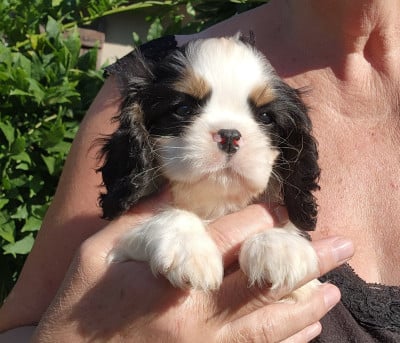 Les chiots de Cavalier King Charles Spaniel