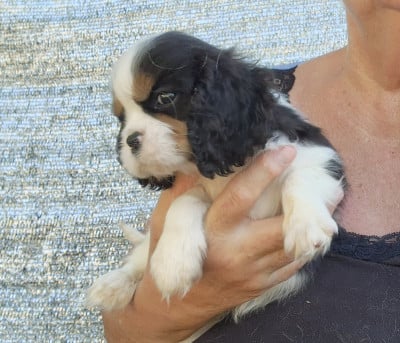 Les chiots de Cavalier King Charles Spaniel
