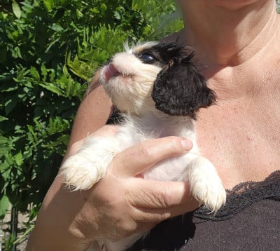 Les chiots de Cavalier King Charles Spaniel