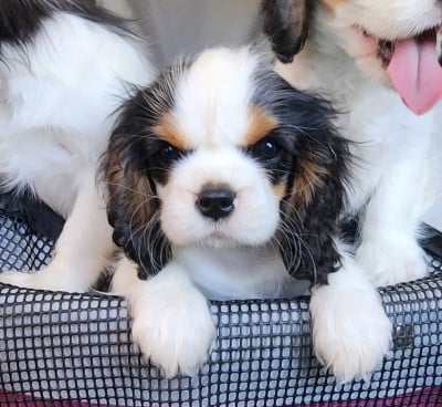Les chiots de Cavalier King Charles Spaniel