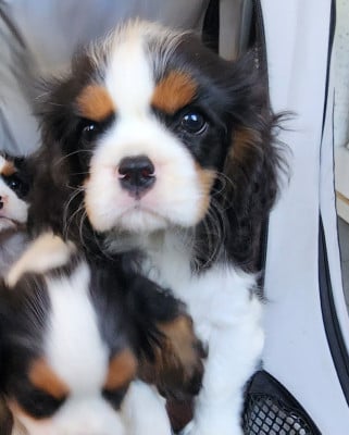 Les chiots de Cavalier King Charles Spaniel