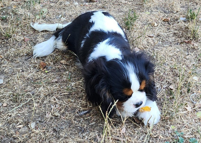 Les chiots de Cavalier King Charles Spaniel