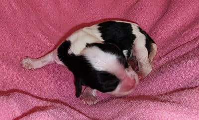 Chiot N°3 - Cavalier King Charles Spaniel