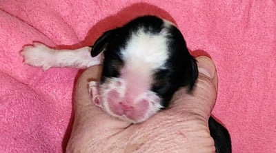 Cavalier King Charles Spaniel