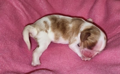 Chiot N°4 - Cavalier King Charles Spaniel