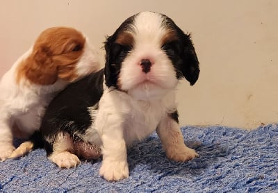 Les chiots de Cavalier King Charles Spaniel