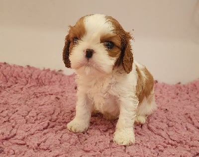 Les chiots de Cavalier King Charles Spaniel