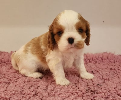 Les chiots de Cavalier King Charles Spaniel