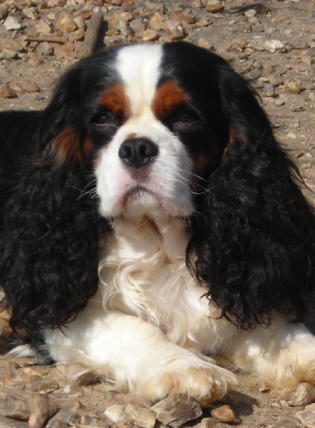 Aznavour De castel peyrac - CACS