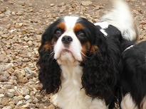 Aznavour De castel peyrac - CACS