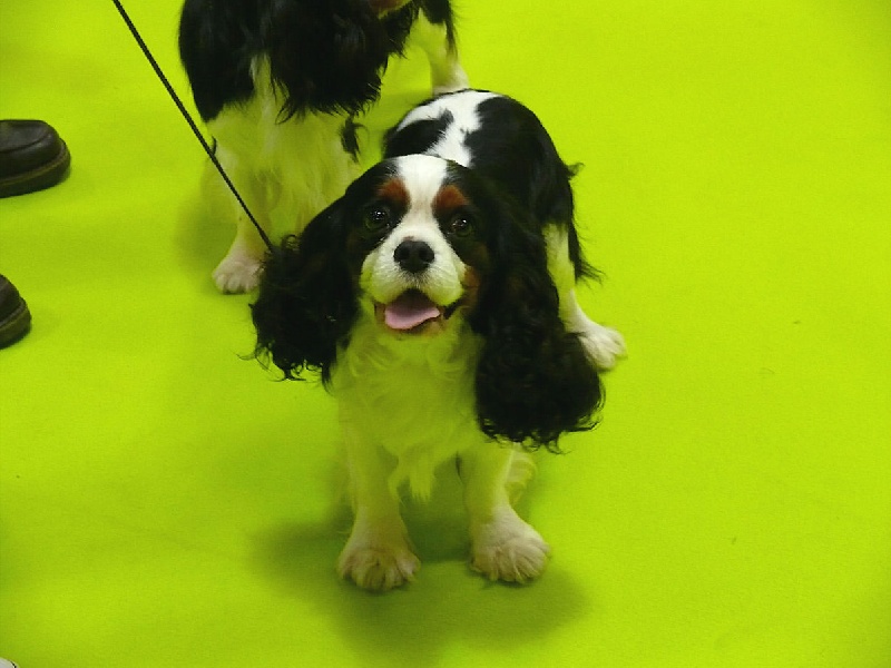 Aznavour De castel peyrac - RCACS