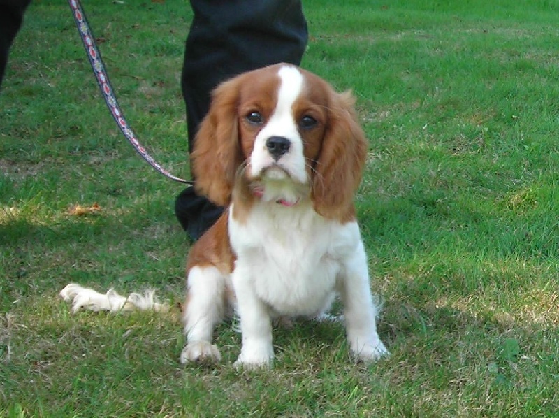 E. hemingway De castel peyrac - Très prometteur