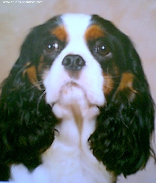 Aznavour De castel peyrac - 1er excellant en classe jeune