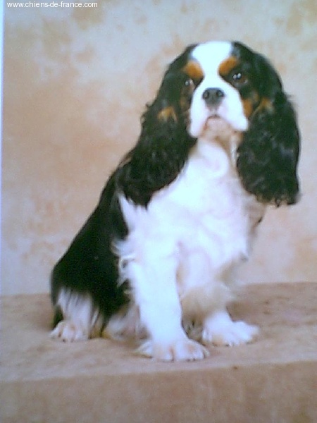 Tennessee De castel peyrac - RCACIB