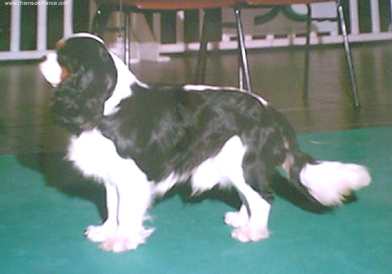 Aznavour De castel peyrac - vice champion de france