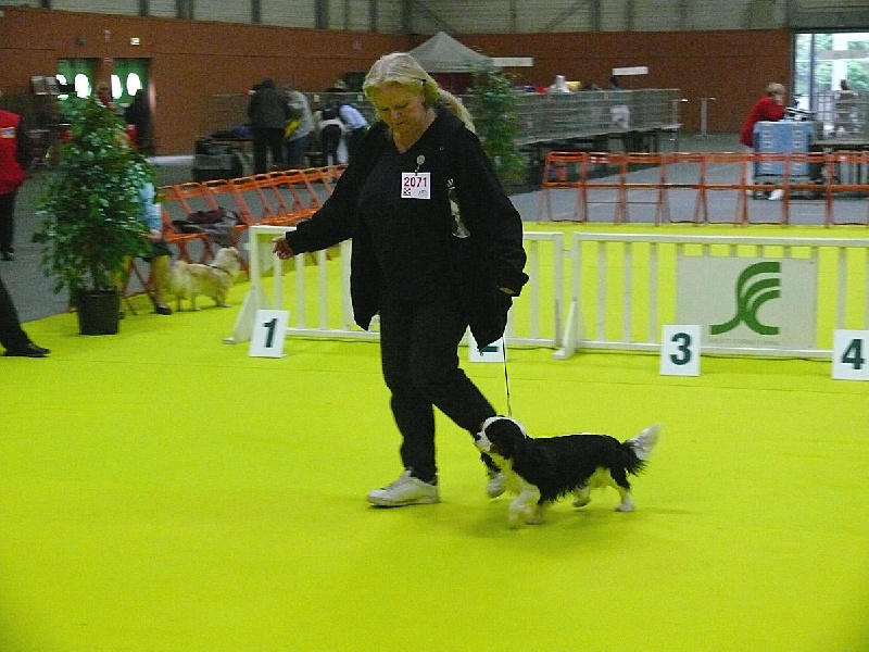 Aznavour De castel peyrac - CACS _RCACIB