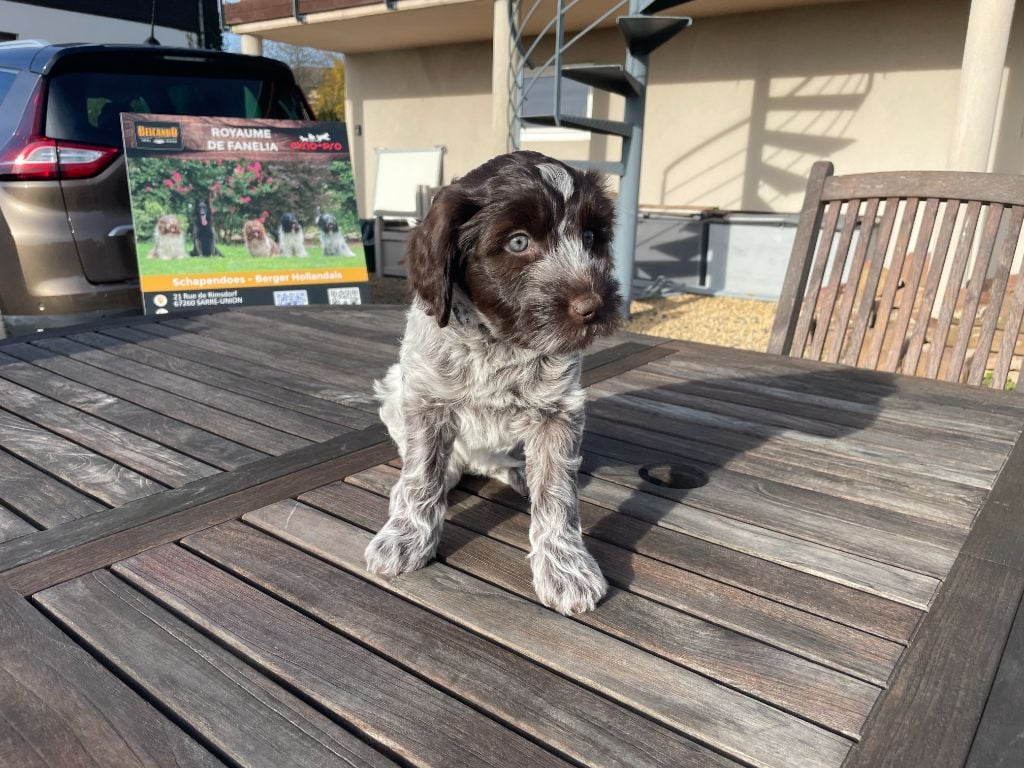 A'Louise - Collier Violet