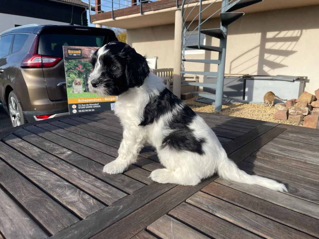 Anooki Duncan - Collier Vert