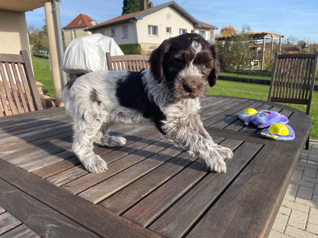 A'Louise - Collier Violet