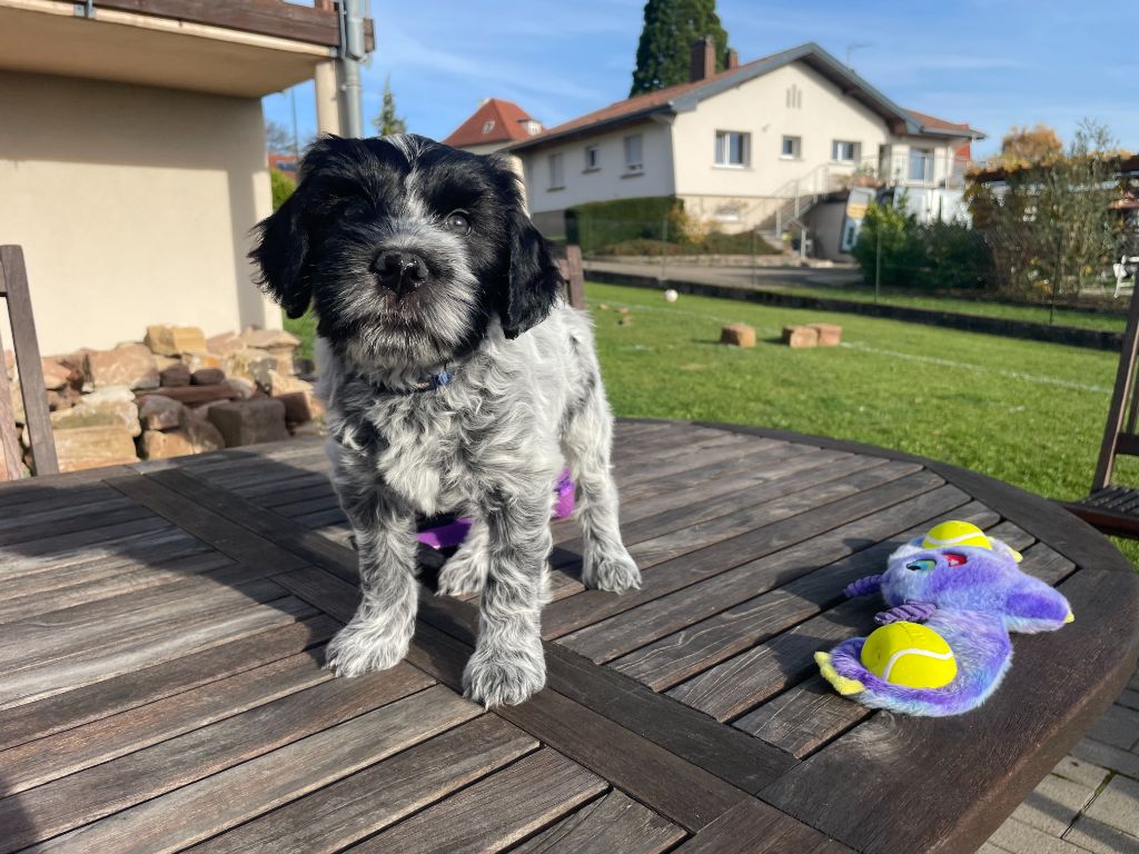 Schapendoes - Du Royaume De Fanelia