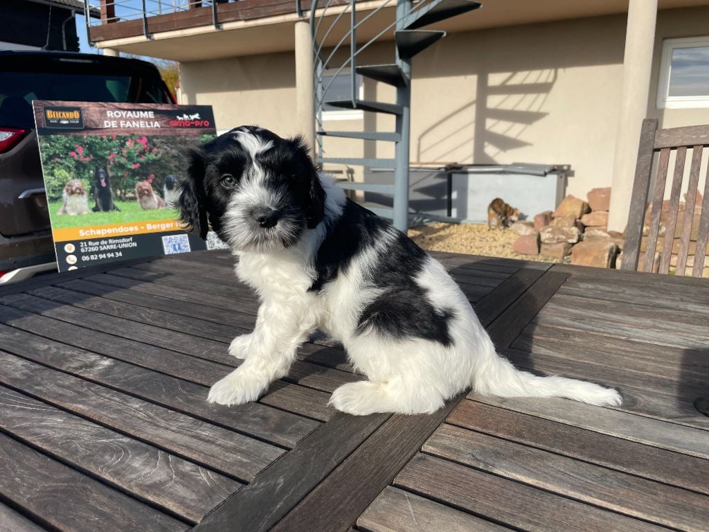 Anooki Duncan - Collier Vert