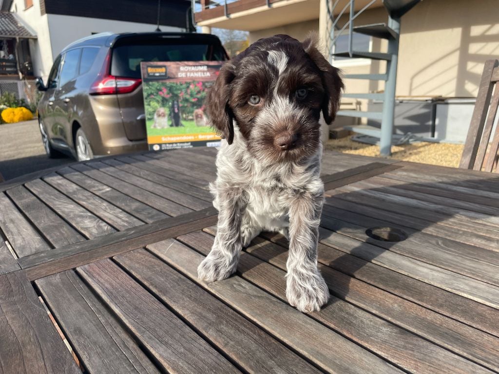 A'Louise - Collier Violet