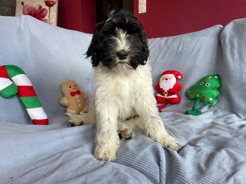 Allen Shezar - Collier Noir