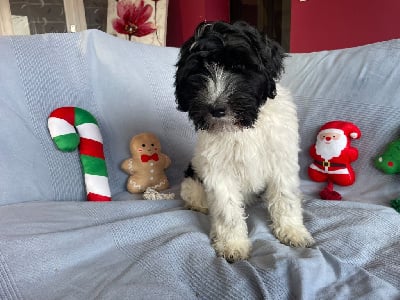 Les chiots de Schapendoes