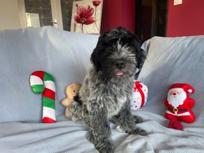 Les chiots de Schapendoes