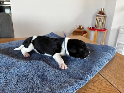 Les chiots de Schapendoes