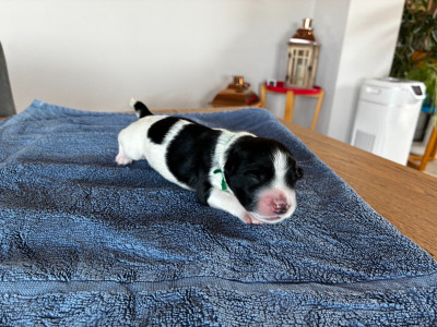Les chiots de Schapendoes