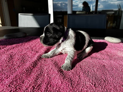 Les chiots de Schapendoes