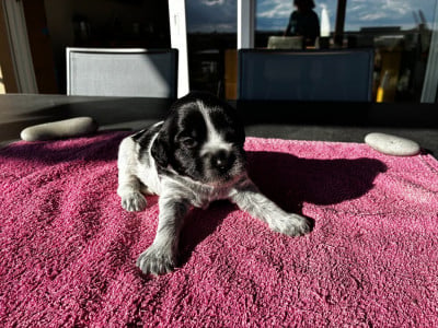 Les chiots de Schapendoes