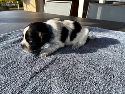 Les chiots de Schapendoes