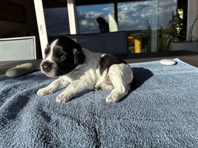 Les chiots de Schapendoes