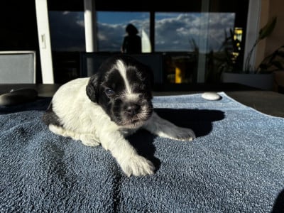 Les chiots de Schapendoes