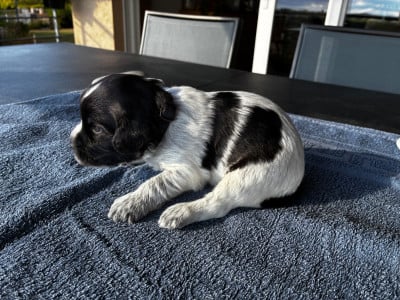 Les chiots de Schapendoes