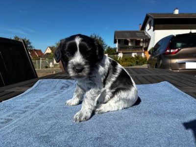 Les chiots de Schapendoes