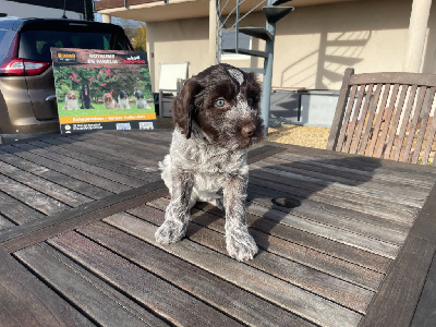 Les chiots de Schapendoes