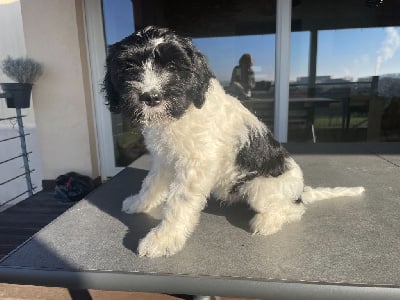 Les chiots de Schapendoes