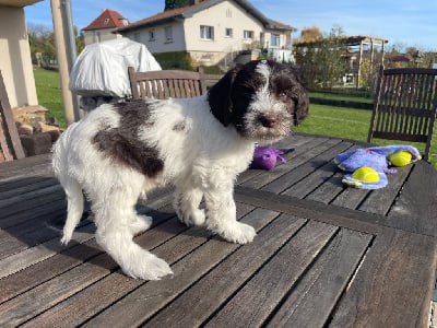 Les chiots de Schapendoes