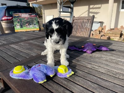 Les chiots de Schapendoes
