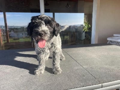 Les chiots de Schapendoes